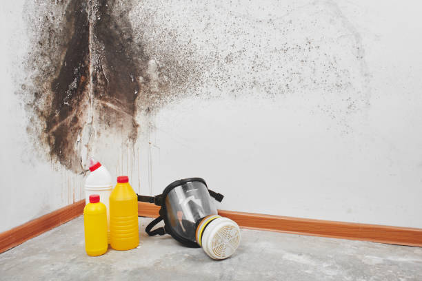 Best DIY Mold Remediation Support Services in Spring Valley Village, TX