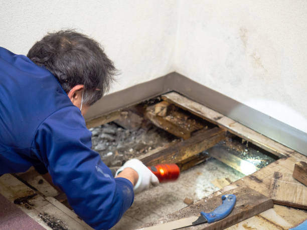 Best Black Mold Remediation in Spring Valley Village, TX