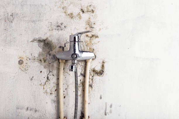 Best Post-Flood Mold Remediation in Spring Valley Village, TX