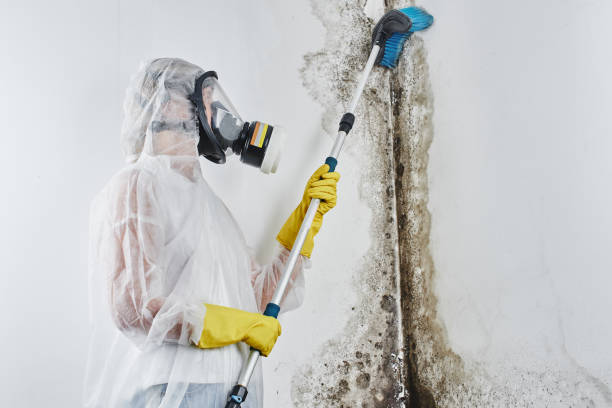 Best Industrial Mold Remediation in Spring Valley Village, TX