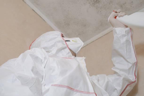 Best HVAC Mold Remediation in Spring Valley Village, TX