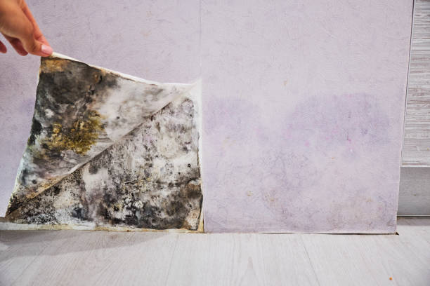 Best Attic Mold Remediation in Spring Valley Village, TX